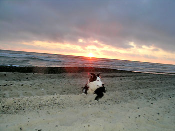strand