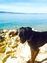 hunde willkommen