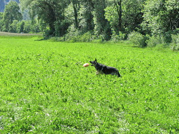 hunde_willkommen